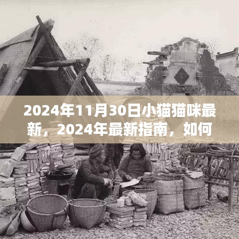 2024年养猫指南，从初学者到进阶者的全方位猫咪照顾与培养教程
