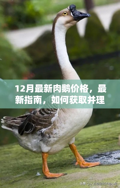 最新指南，了解并理解12月肉鹅价格行情