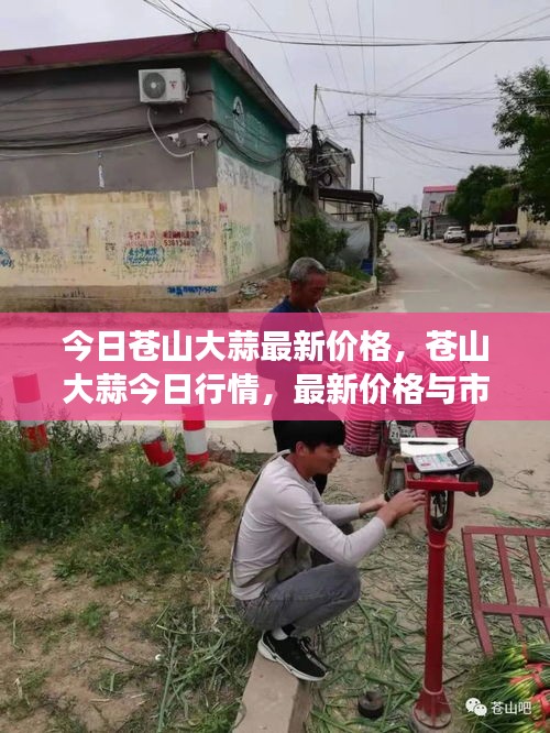 苍山大蒜今日行情及市场走势分析，最新价格一览