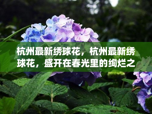 春光绚烂下的杭州绣球花盛开之梦