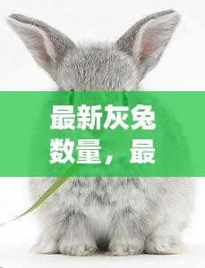 最新灰兔数量，最新灰兔数量及其生态影响分析