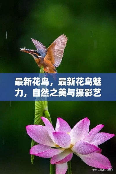 自然之美与摄影艺术融合，最新花鸟的魅力展现