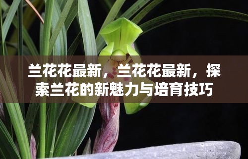 探索兰花新魅力与培育技巧，最新兰花花资讯分享