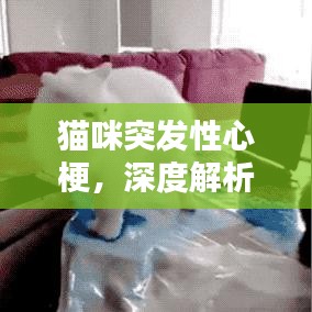 猫咪突发性心梗，深度解析其危害与严重性