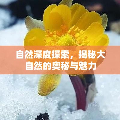 自然深度探索，揭秘大自然的奥秘与魅力