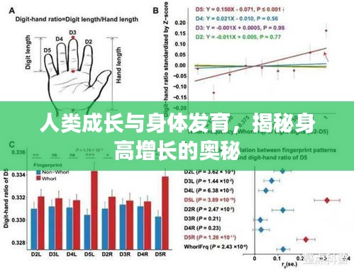 人类成长与身体发育，揭秘身高增长的奥秘