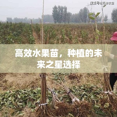 高效水果苗，种植的未来之星选择