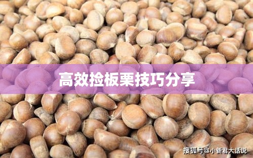 高效捡板栗技巧分享
