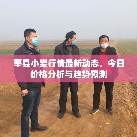 莘县小麦行情最新动态，今日价格分析与趋势预测