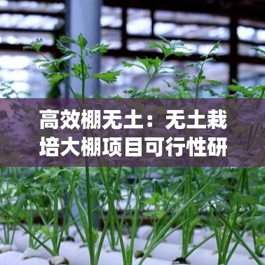 高效棚无土：无土栽培大棚项目可行性研究报告 
