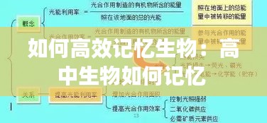 如何高效记忆生物：高中生物如何记忆 