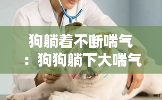 狗躺着不断喘气：狗狗躺下大喘气 