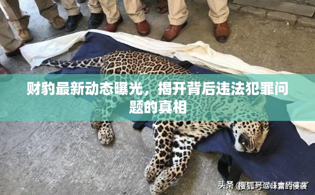 财豹最新动态曝光，揭开背后违法犯罪问题的真相