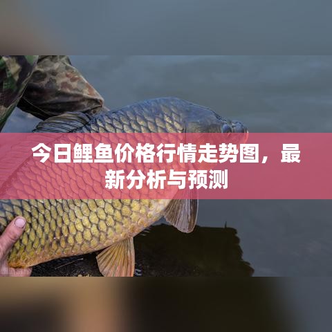 今日鲤鱼价格行情走势图，最新分析与预测