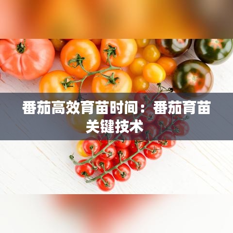 番茄高效育苗时间：番茄育苗关键技术 