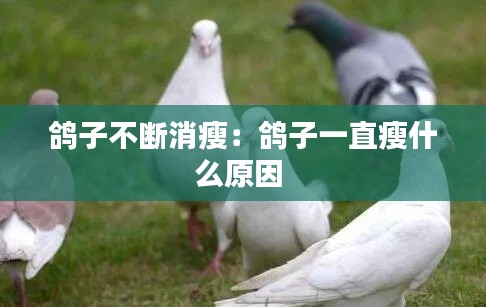 鸽子不断消瘦：鸽子一直瘦什么原因 