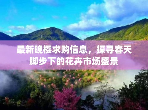 最新晚樱求购信息，探寻春天脚步下的花卉市场盛景