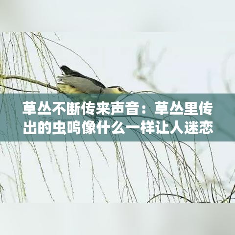 草丛不断传来声音：草丛里传出的虫鸣像什么一样让人迷恋 