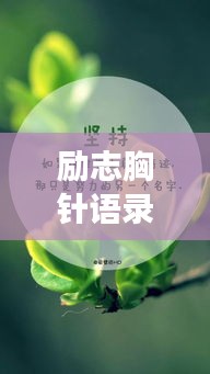 励志胸针语录美图欣赏，励志语句与精美饰品展示