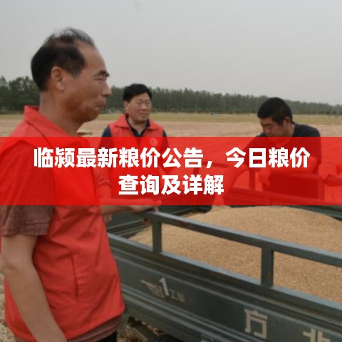 临颍最新粮价公告，今日粮价查询及详解
