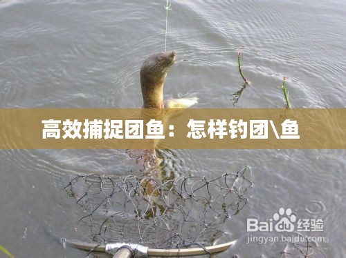 高效捕捉团鱼：怎样钓团\鱼 
