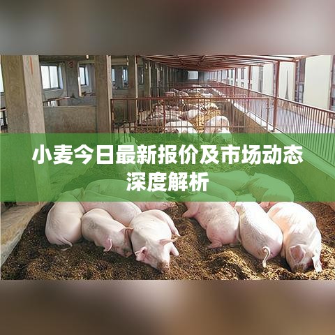 小麦今日最新报价及市场动态深度解析