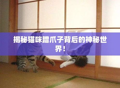 揭秘猫咪蹭爪子背后的神秘世界！