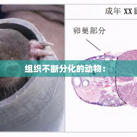 组织不断分化的动物： 