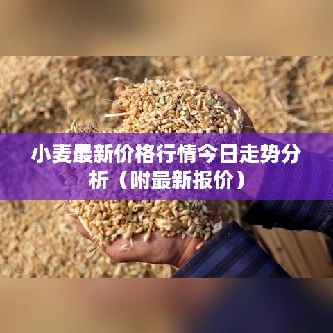小麦最新价格行情今日走势分析（附最新报价）