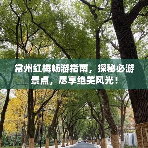 常州红梅畅游指南，探秘必游景点，尽享绝美风光！