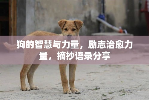 狗的智慧与力量，励志治愈力量，摘抄语录分享
