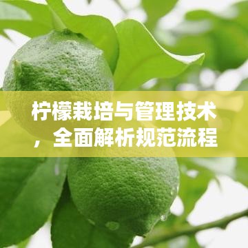 柠檬栽培与管理技术，全面解析规范流程