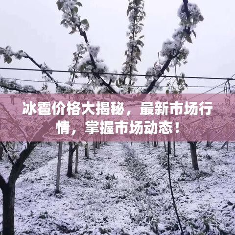 冰雹价格大揭秘，最新市场行情，掌握市场动态！