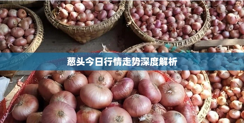 葱头今日行情走势深度解析