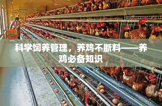 科学饲养管理，养鸡不断料——养鸡必备知识