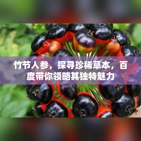竹节人参，探寻珍稀草本，百度带你领略其独特魅力