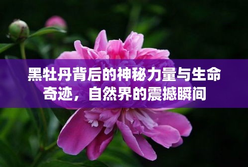 黑牡丹背后的神秘力量与生命奇迹，自然界的震撼瞬间