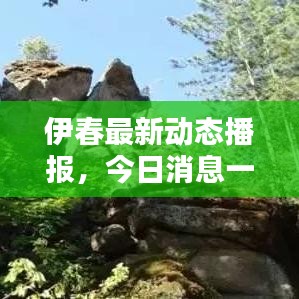 伊春最新动态播报，今日消息一网打尽！