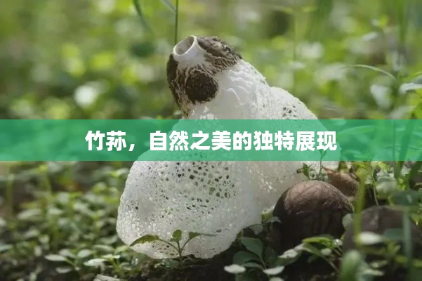 竹荪，自然之美的独特展现