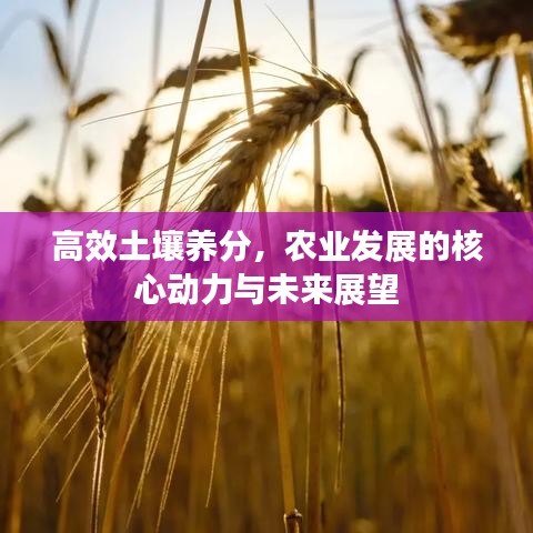 高效土壤养分，农业发展的核心动力与未来展望