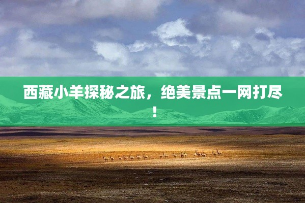 雍容华贵
