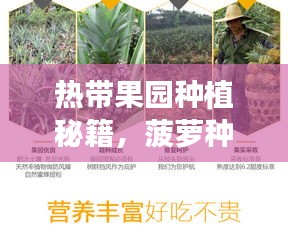 热带果园种植秘籍，菠萝种植与管理技巧一网打尽，百度带你探索！