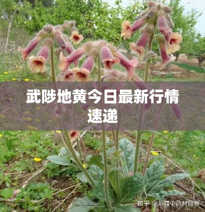 武陟地黄今日最新行情速递