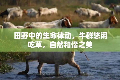 田野中的生命律动，牛群悠闲吃草，自然和谐之美