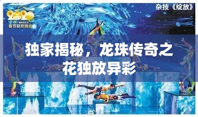 独家揭秘，龙珠传奇之花独放异彩