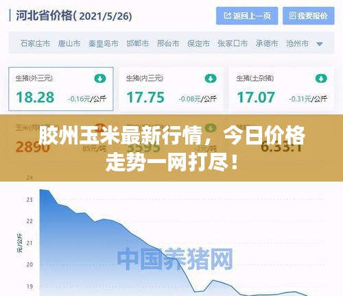 胶州玉米最新行情，今日价格走势一网打尽！
