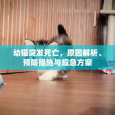 幼猫突发死亡，原因解析、预防措施与应急方案