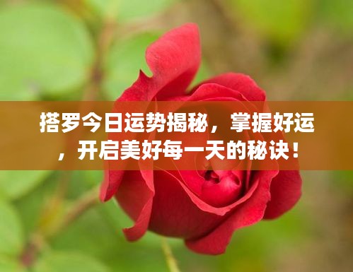搭罗今日运势揭秘，掌握好运，开启美好每一天的秘诀！