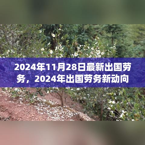 聚焦2024年11月28日出国劳务新动向，重大事件及其深远影响
