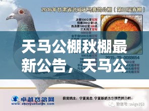 天马公棚秋棚最新公告，天马公棚秋棚最新运营公告，更新与改进齐头并进，共筑养殖新篇章
